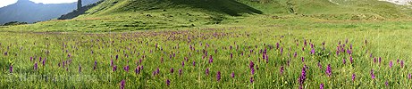 Neu in NaturPanorama.ch: Panoramafoto Orchideenwiese