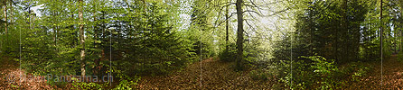 P024003: 360° Panoramafoto Frühlingswald