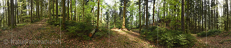 P024004: 360° Panorama Frühlingswald