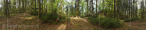 P024005: 360° Gigapixel-Panoramafoto Frühlingswald