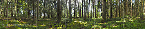 P024022: 360° Panoramafoto Erfrischender Frühlingsmorgen im Wald (Mooswald)