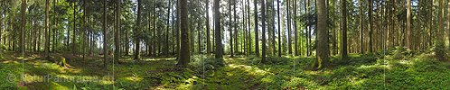 P024022a: 360° Panoramafoto Erfrischender Frühlingsmorgen im Wald