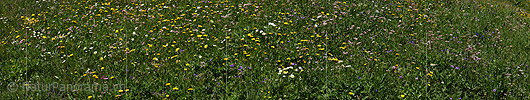 P024053: Panoramafoto Naturnahe Blumenwiese