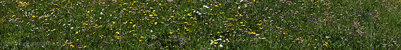 P024053a: Panoramafoto Wildblumenwiese