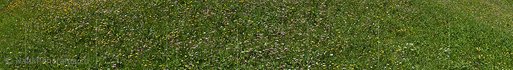 P024057: Panoramabild Naturnahe Blumenwiese