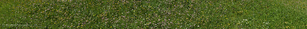P024057a: Panoramabild Wildblumenwiese