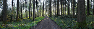 P024833: Panoramafoto Morgen im Frühlingswald