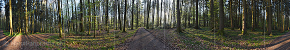 P024836: 360° Panoramafoto Erstes Buchenlaub im Frühlingswald