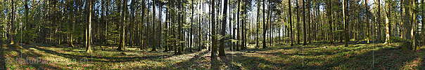 P024843: 360° Gigapixel-Panoramafoto Morgen im Frühlingswald