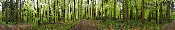 P024852: 360° Gigapixel-Panoramafoto aus dem Frühlingswald