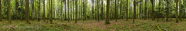 P024861: 360° Panoramafoto Flacher Frühlingswald