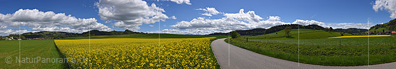 P024965: Panoramafoto Blühendes Rapsfeld und Nebenstrasse in Hügellandschaft