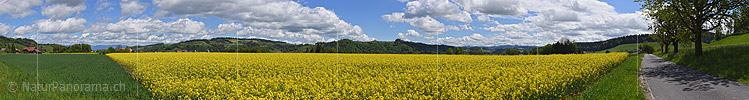P024966: Panoramafoto Blühendes Rapsfeld in Hügellandschaft