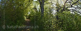 P025686: Panoramafoto Waldweg im Frühlingswald