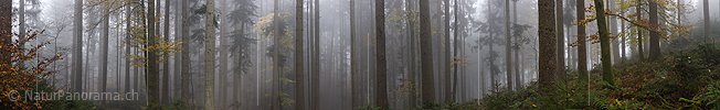 P026162: Panoramafoto Nebel im Herbstwald