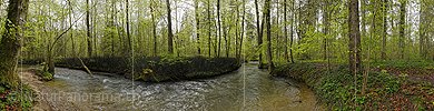 P026184: Panoramafoto Wasserlauf im frühlingshaften Auenwald