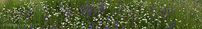 P026324a: Panoramafoto Blumenwiese mit Salbei und Margeriten