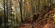 P026843: Panoramafoto Mit Laub bedeckter Weg im Herbstwald