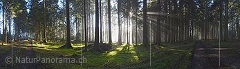 P026936: Panoramafoto Sonne und Nebel im Herbstwald